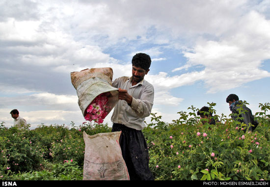 برداشت گل محمدی در روستای فرخد مشهد