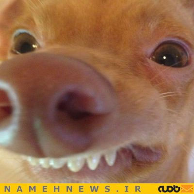سگی با احمقانه ترین چهره دنیا! +عکس