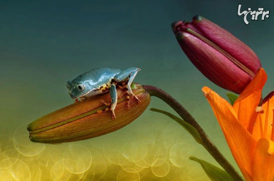 تصاویر بامزه از دنیای مینیاتوری قورباغه‌ها!