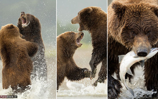 عکس: زندگی خرس‌های قهوه‌ای در آلاسکا
