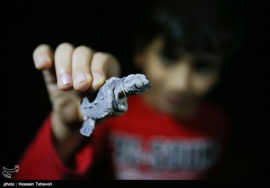 عکس: تولد لاکپشت های پوزه عقابی در کیش
