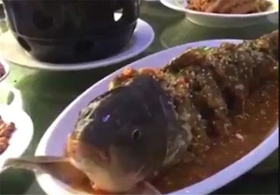 زنده‌ شدن ماهی در ظرف غذا!