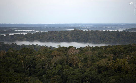 برجی در عمق جنگل‌های آمازون +عکس