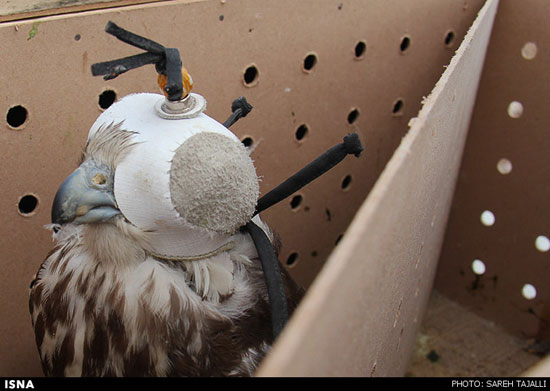 عکس: آزادسازی پرندگان قاچاق به طبیعت