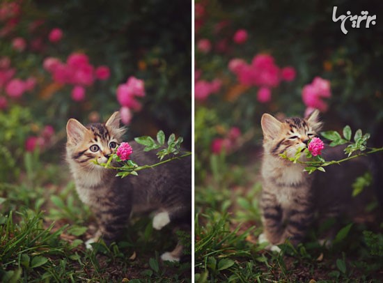 تصاویر زیبا از بوییدن گلها توسط حیوانات!