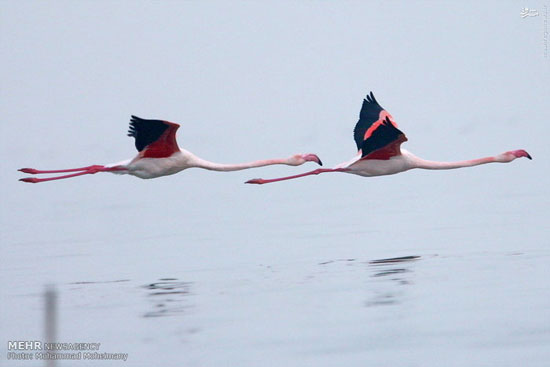 کوچ زمستانی هزاران پرنده مهاجر +عکس