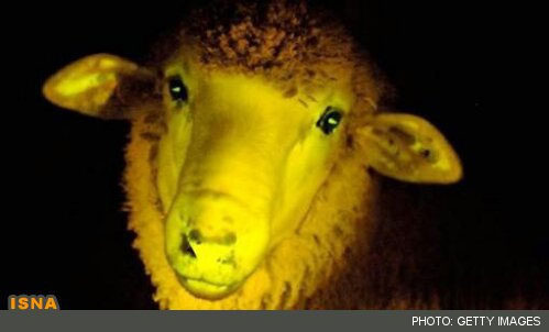 اولین گوسفند شب‌تاب متولد شد +عکس