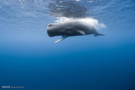 شنا با نهنگ های عنبر‎ +عکس