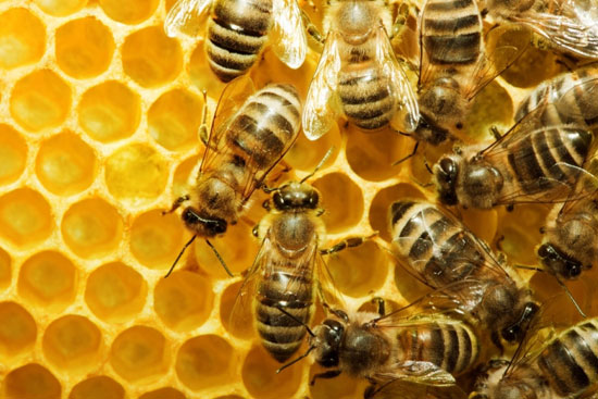 آیا نابودی زمین پس از مرگ زنبورها حقیقت دارد؟