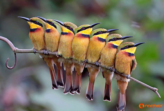 عکس: همکاری پرندگان برای گرم ماندن!