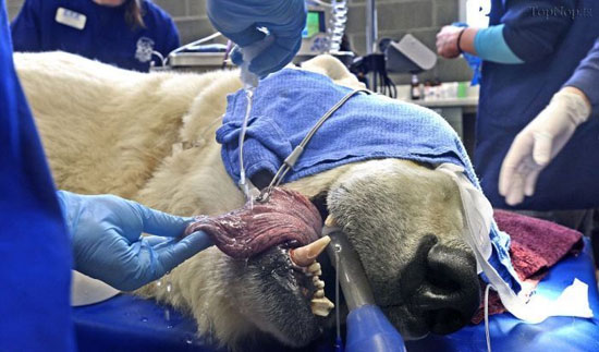 خرس قطبی در دندانپزشکی! +عکس