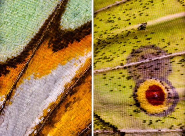 عکس‌های ماکرو از بال پروانه‌ها
