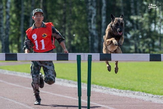 برترین سگ‌های ارتش جهان