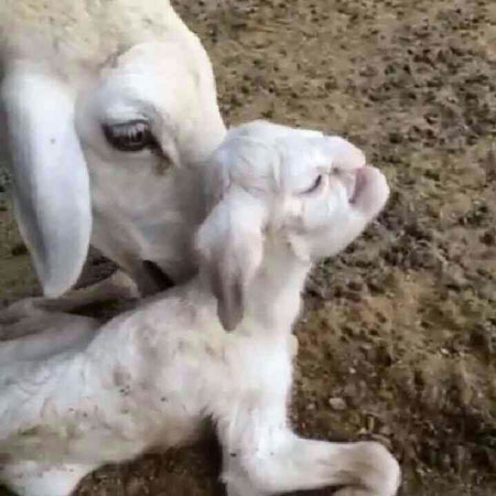 تولد گوسفندی با چهره شبیه انسان
