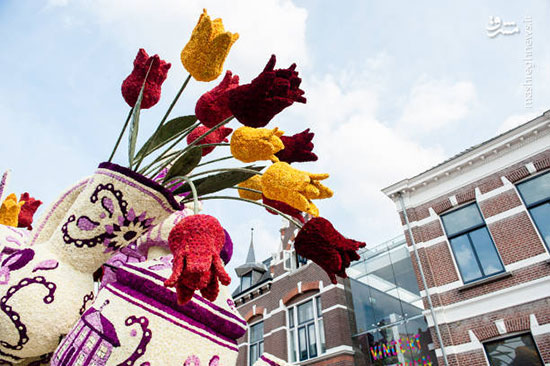 گل‌های غول پیکر در هلند