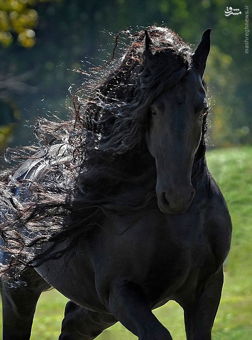 زیباترین اسب دنیا +عکس