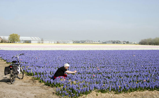 تصاویری محشر از مزارع سنبل در هلند
