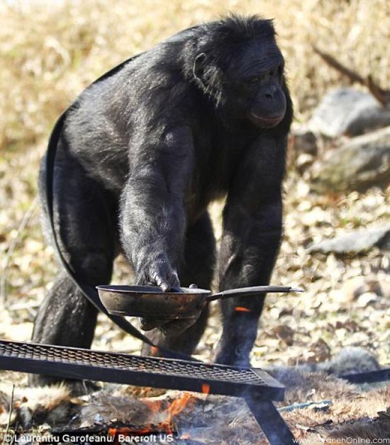 این شامپانزه برای خود آشپزی میکند! /عکس
