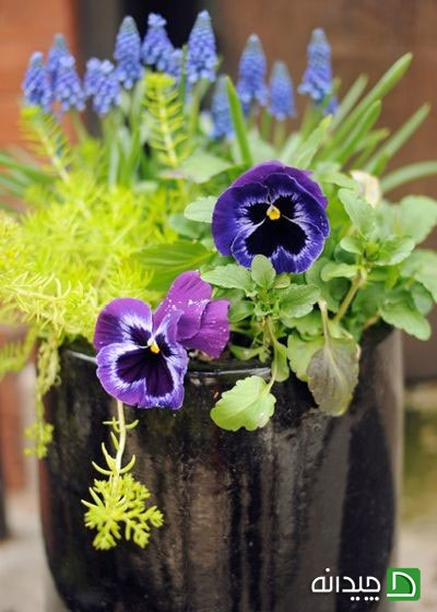 تزیین حیاط خانه با گلدان، پیشنهادهای جذاب بهاری!
