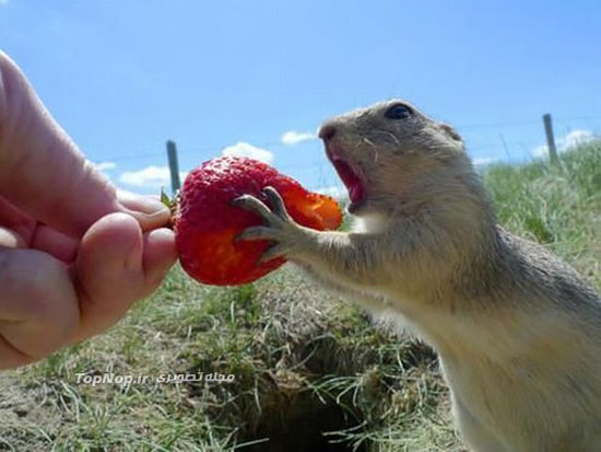 وقتی حیوانات توت فرنگی می خورند! +عکس