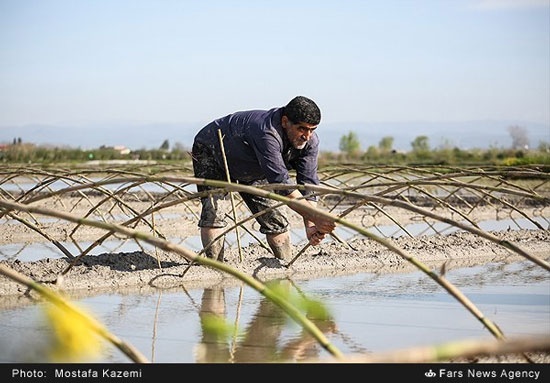 خزانه‌گیری برنج در شالیزارهای شمال +عکس