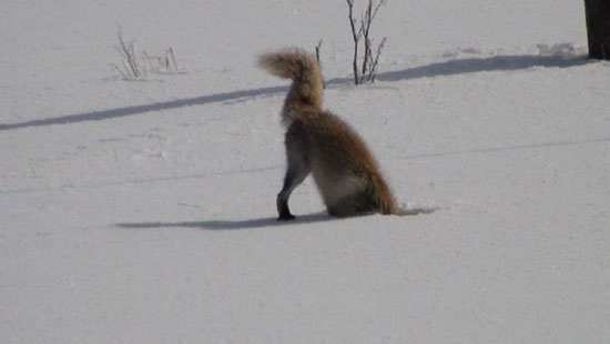 روباه گرسنه در حال شکار موش +عکس