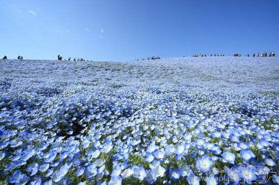 دریایی از گل های آبی در ژاپن +عکس