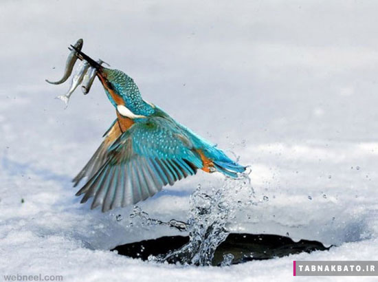 نمونه عکس‌های الهام‌بخش «عکاسی از پرندگان»