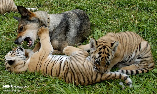 دوستی غیرمعمول حیوانات (۱)