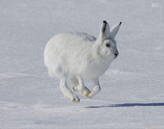 خرگوش قطبی؛ گوله برف گوش دراز! +عکس