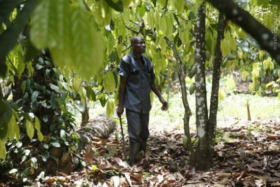 عکس: مزرعه کاکائو در نیجریه