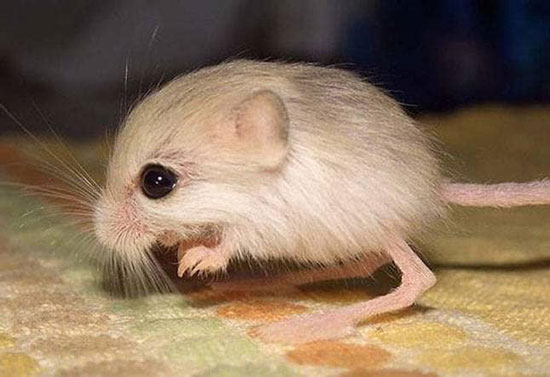 کوچکترین پستانداران جهان