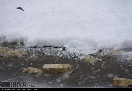 عکس: مازندران در محاصره برف