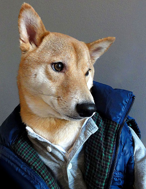 یک سگ مدل لباس مردانه شد! +عکس