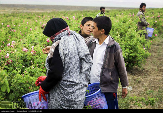 عکس: برداشت گل محمدی