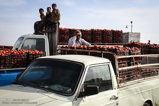 عکس: اینجا گوجه فرنگی کیلویی 100 تومان!