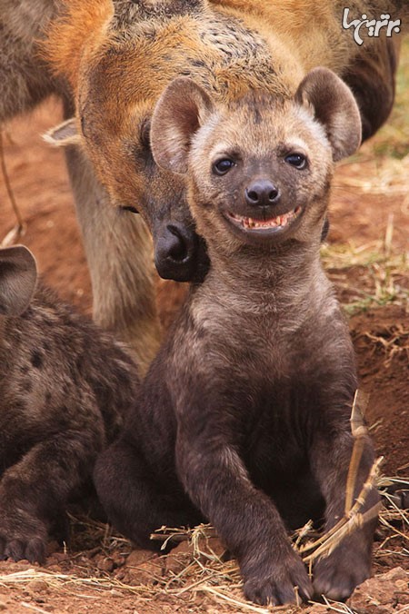 عکس: شادترین حیوانات دنیا!