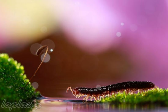 تصاویر رویایی و زیبا از حشرات!
