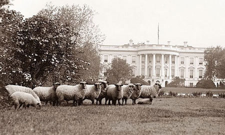 گوسفندان کاخ سفید +عکس
