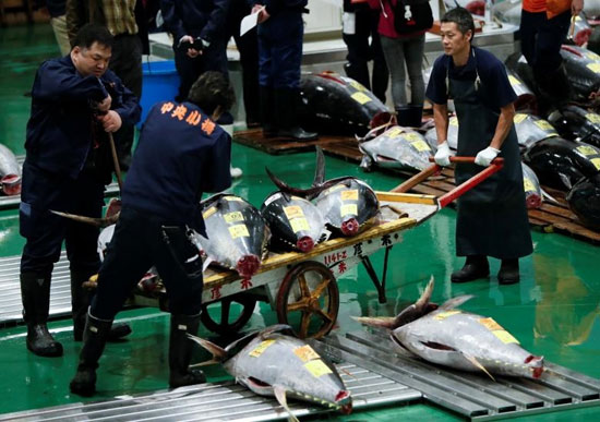 آغاز به‌کار بزرگترین بازار ماهی جهان در توکیو