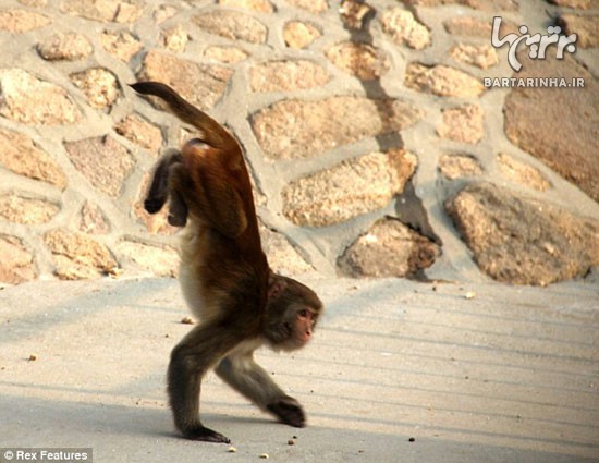 این میمون معلول همه را حیرت زده کرد!
