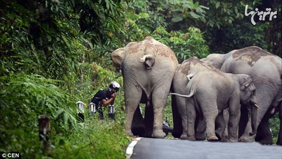 حمله فیل های عصبانی به موتورسوار +عکس