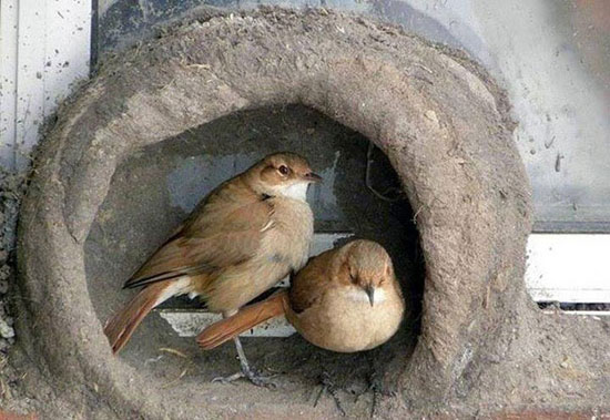 عکس: مهندسی ساختمان پرندگان