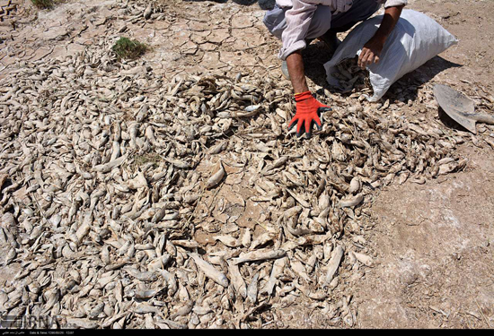 مرگ آرام میلیون‌ها ماهی در هامون