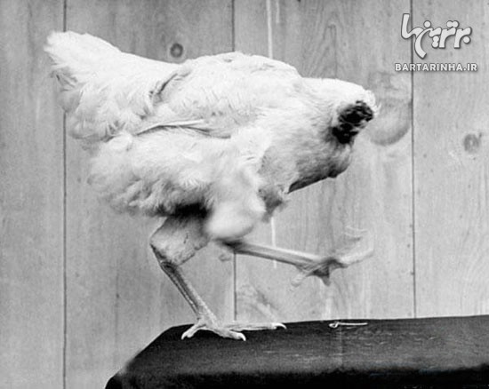 مرغی که با سر بریده زندگی می کند! +عکس