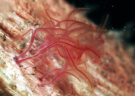 ماریانا؛ زیستگاه ترسناک‌ترین و ناشناخته‌ترین موجودات دریایی
