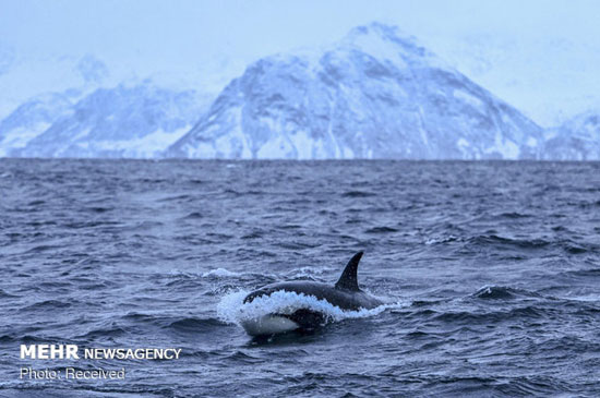 شنا با نهنگ‌های قاتل در آب‌های نروژ‎