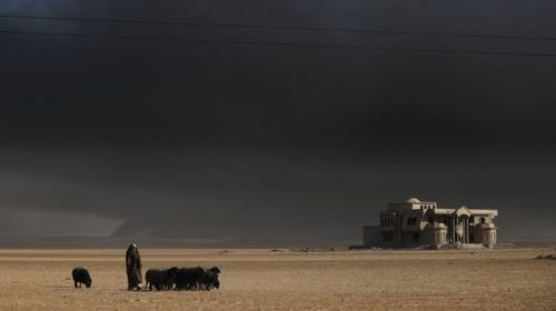 تغییر رنگ گوسفندان از دود چاه‌های نفت عراق!