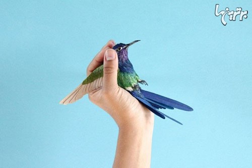 پرندگان کاغذیِ حیرت انگیز +عکس