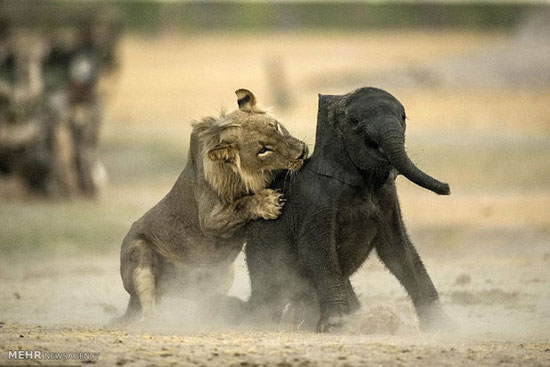 شکار بچه فیل به دست شیر‎